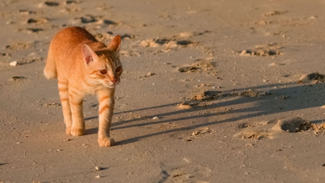 8 curiosità sulla spiaggia dei gatti in Sardegna