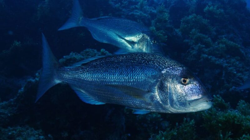 Cosa mangia il dentice?