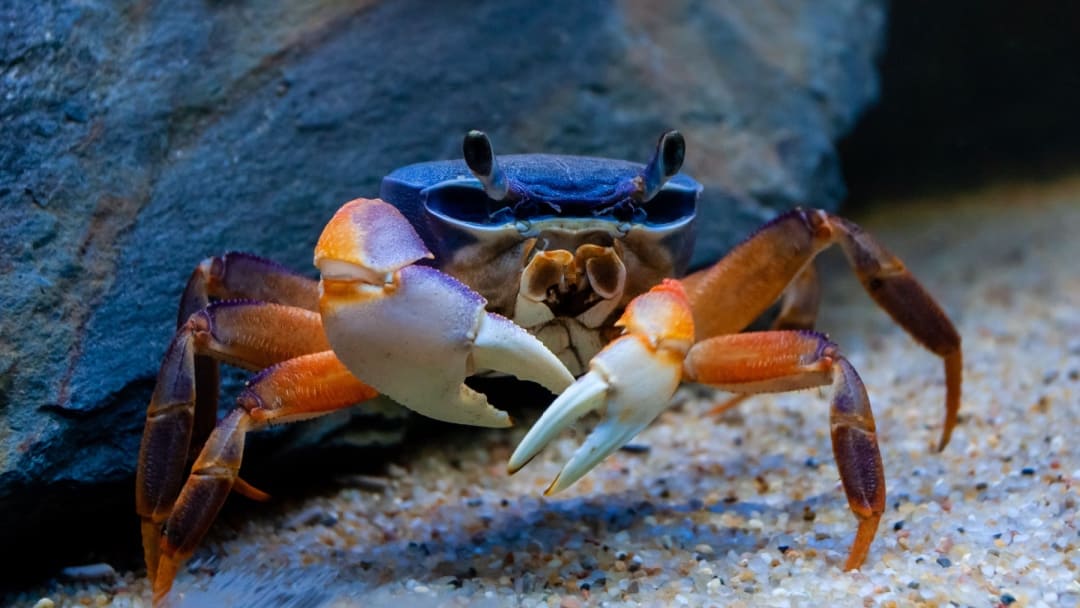 Cosa mangiano i granchi di mare?