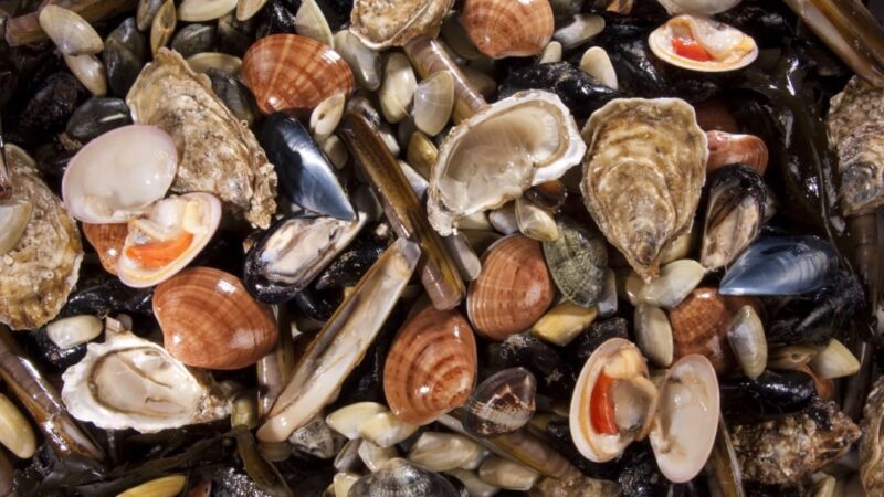 Quali sono i molluschi commestibili?