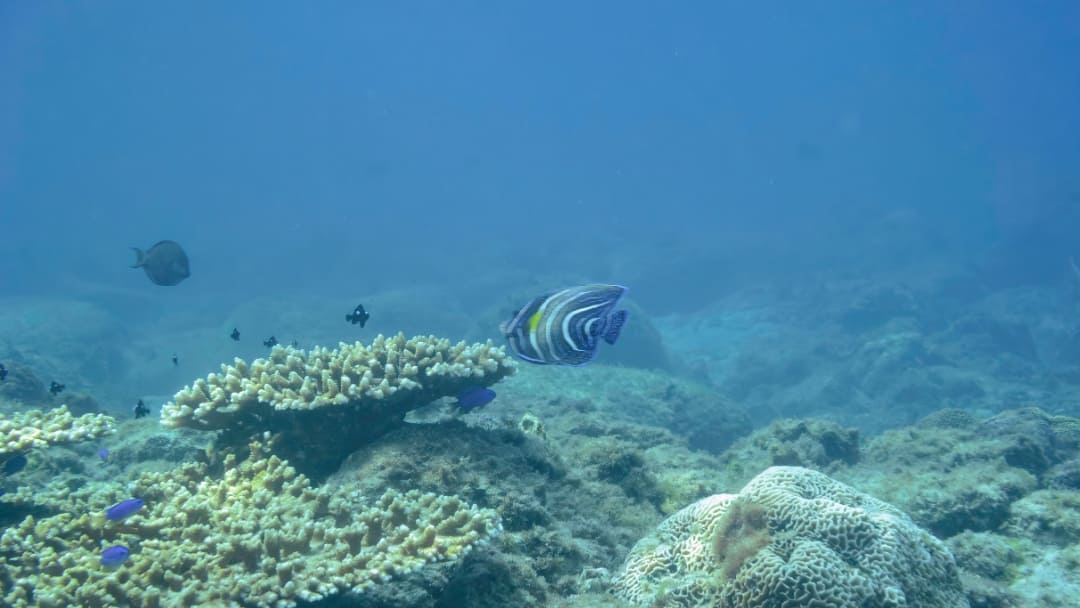 Quali sono i pesci spazzini del mare?